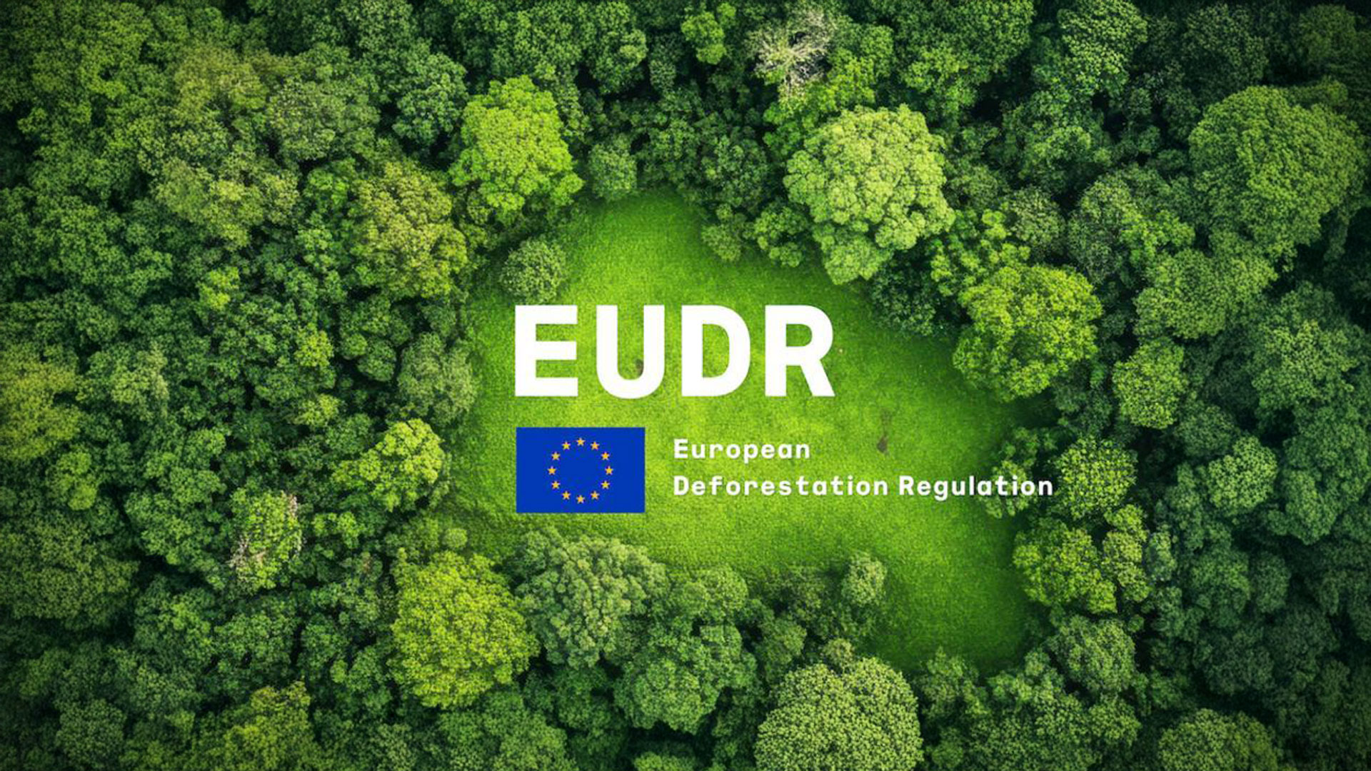 La UE amplía su normativa contra la deforestación a derivados del aceite de palma y excluye al cuero