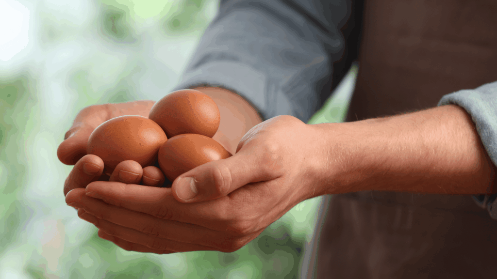 La UE aprueba como novel food el hidrolizado de membrana de huevo de la española Eggnovo